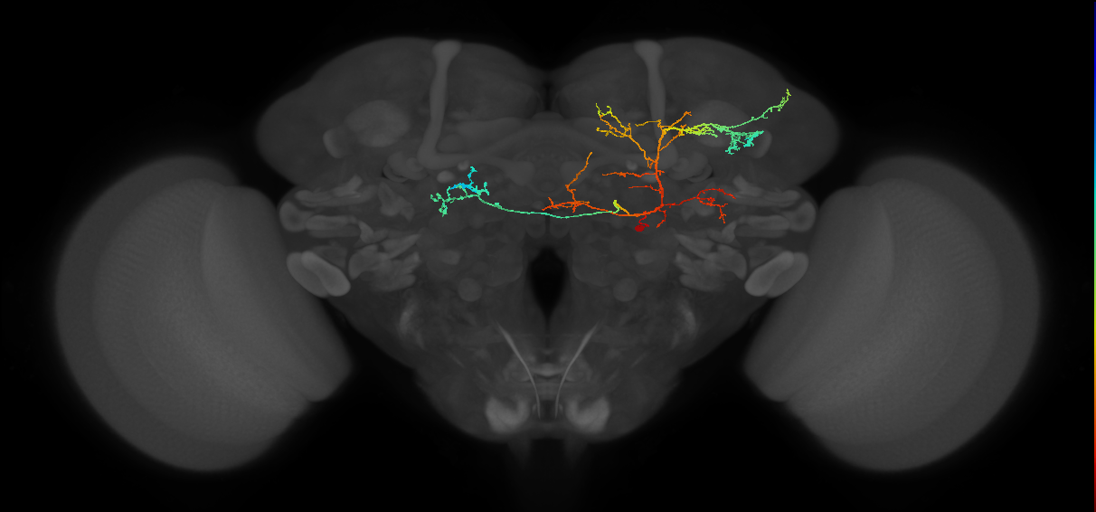 CM1 lineage neuron