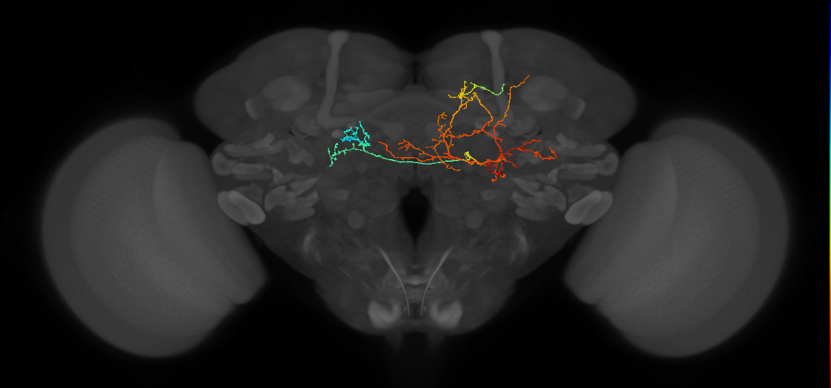 CM1 lineage neuron