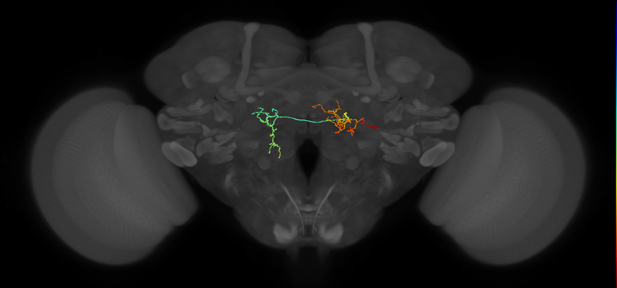 IB084_R (MaleCNS:43598)