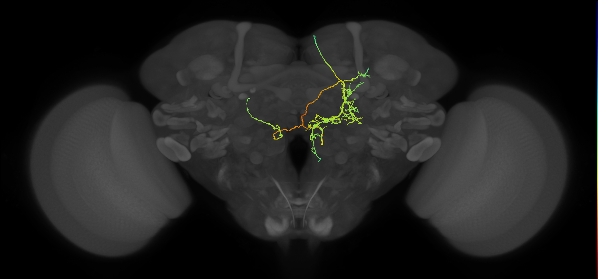 ICL004m_b_R (MaleCNS:60368)