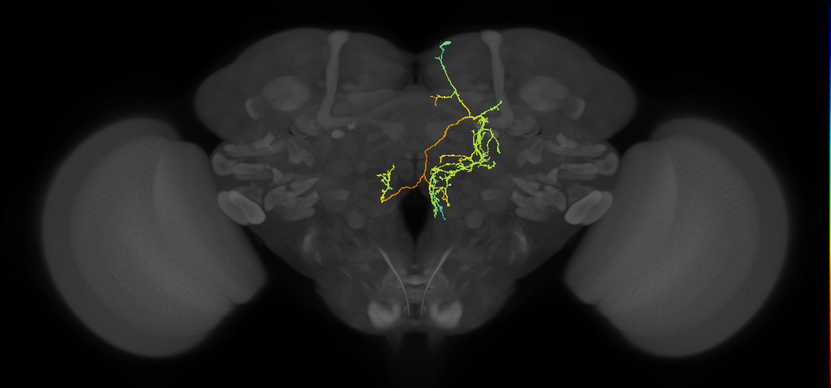 adult fruitless aSP-b (male) neuron