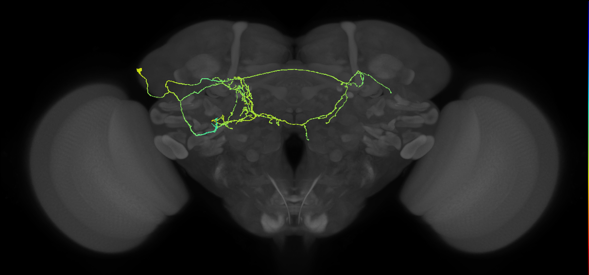 adult fruitless aSP-k (male) neuron