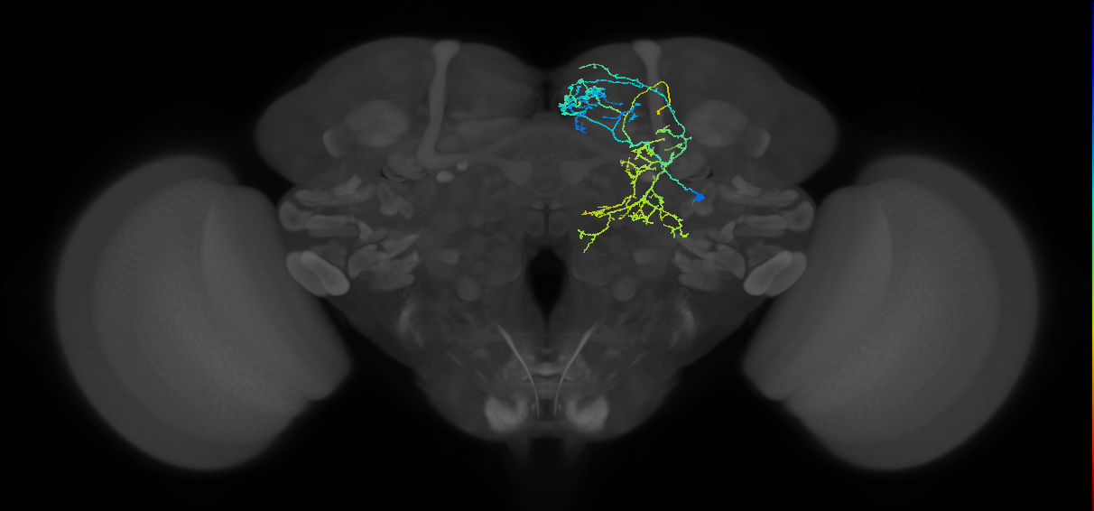 adult fruitless aDT-d (male) neuron