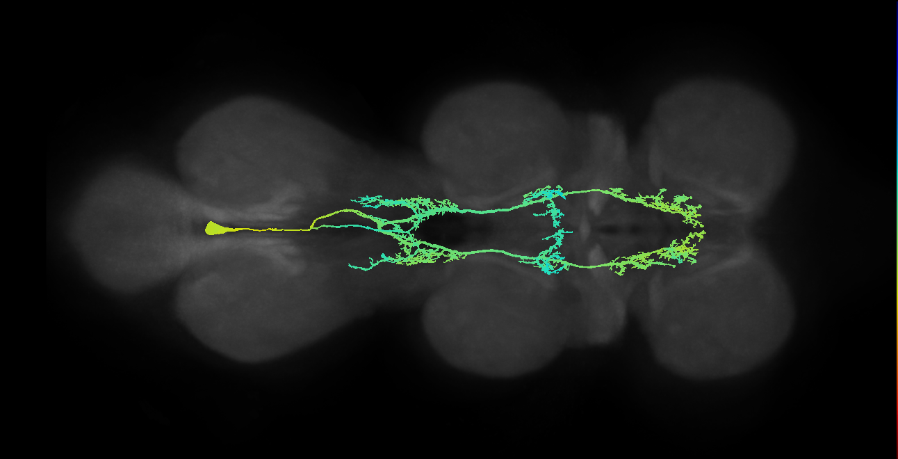 IN00A005_M (MaleCNS:801844)
