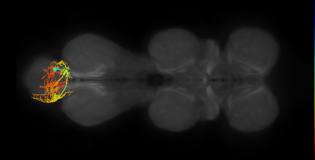 IN00A017_M (MaleCNS:909139)