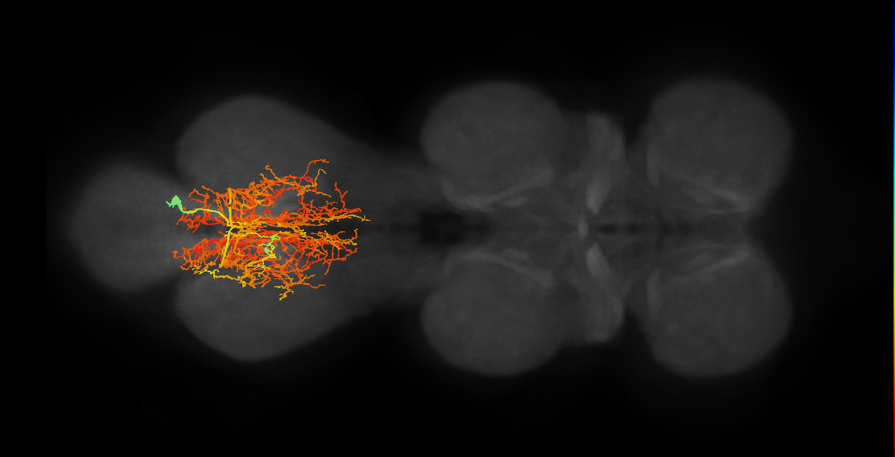 lineage MNB primary interneuron