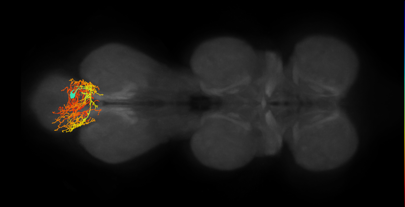 lineage MNB primary interneuron