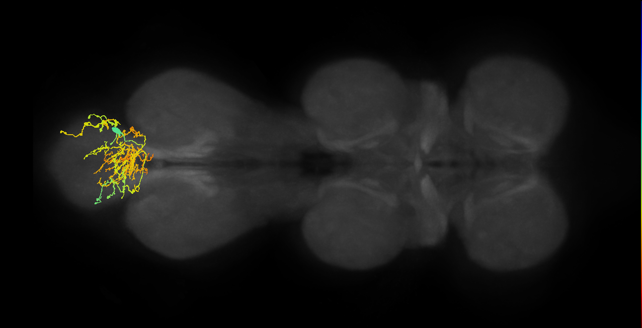 IN00A024_M (MaleCNS:806087)
