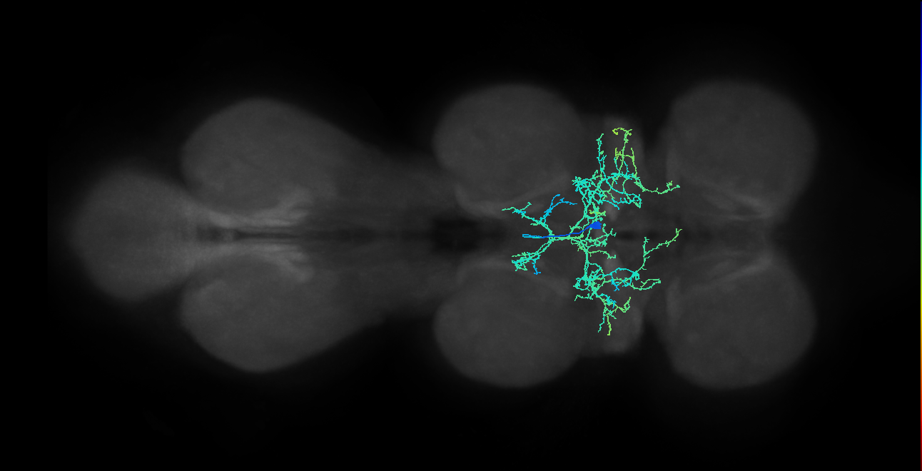 IN00A045_M (MaleCNS:804309)