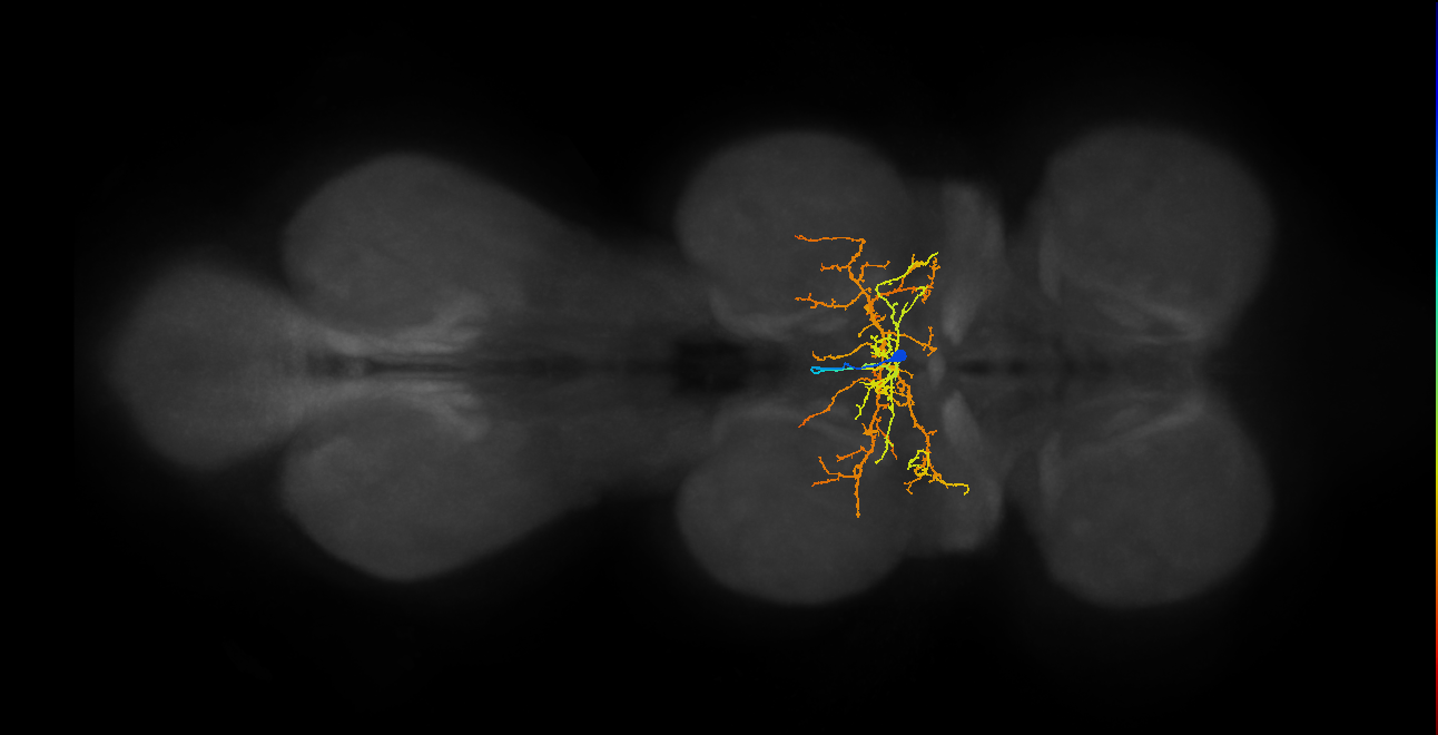 IN00A056_M (MaleCNS:809894)
