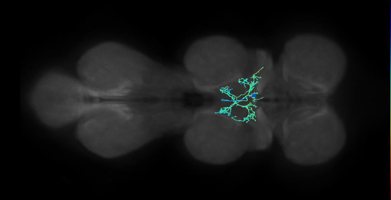 IN00A063_M (MaleCNS:807691)