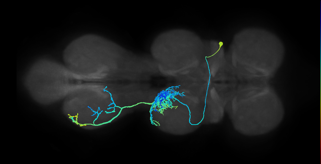 adult VNC neuron