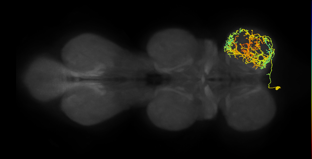 IN01A015_L (MaleCNS:803587)