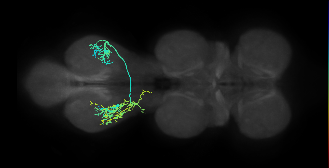IN01A035_L (MaleCNS:905424)