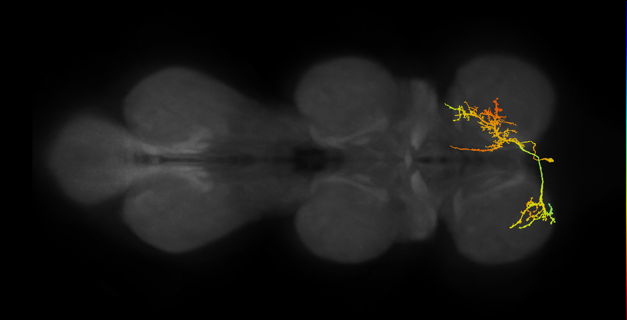 IN01A038_R (MaleCNS:805543)