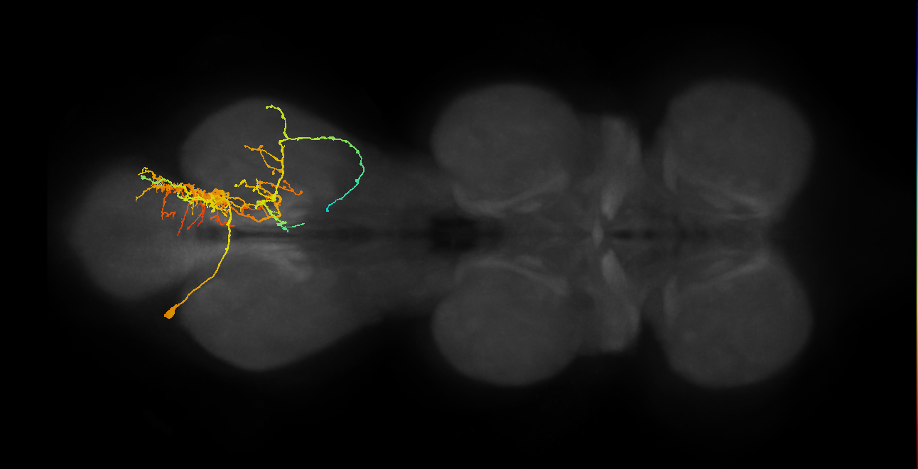 lineage NB1-2 primary interneuron