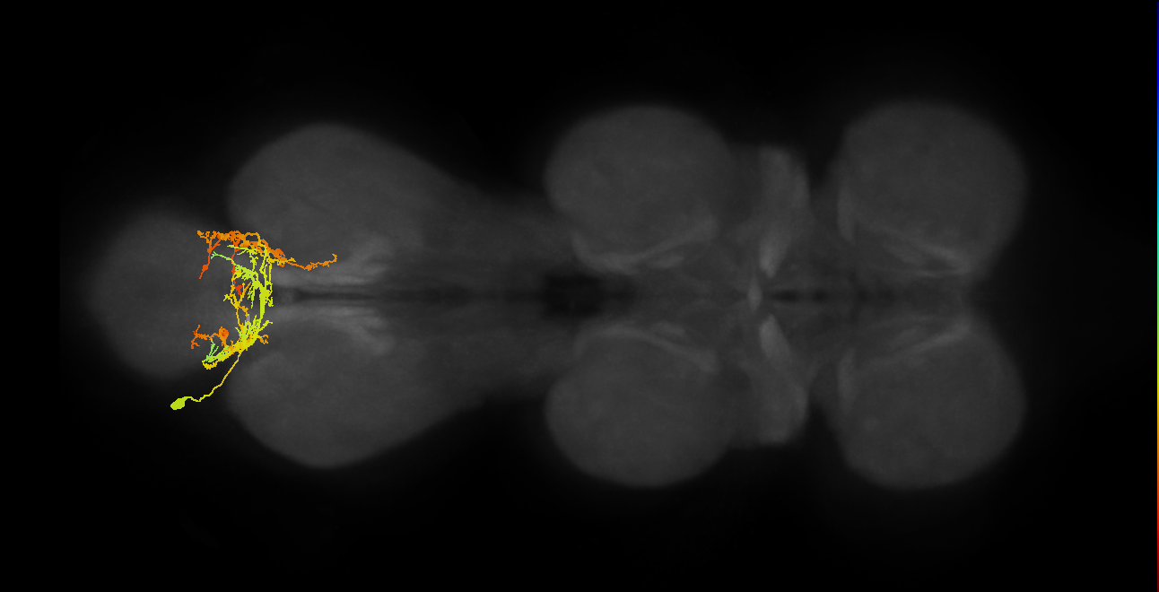 IN01A045_L (MaleCNS:803552)