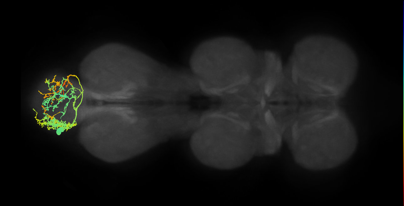 IN01A045_L (MaleCNS:802973)