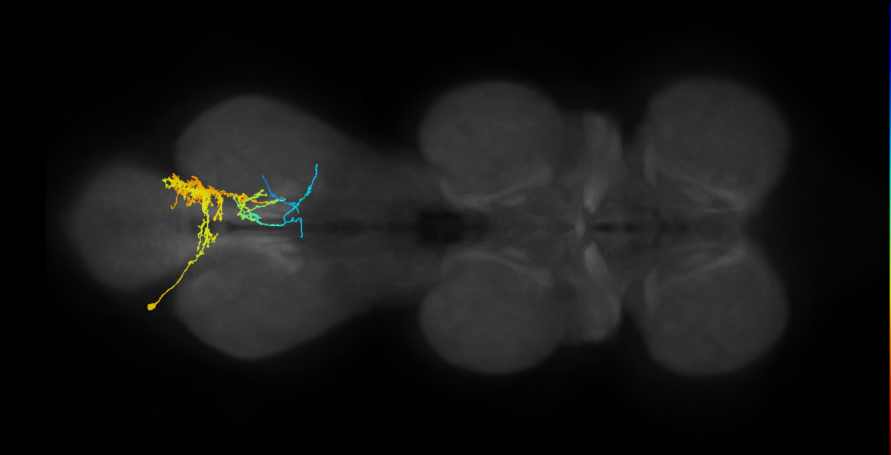 IN01A048_L (MaleCNS:807549)