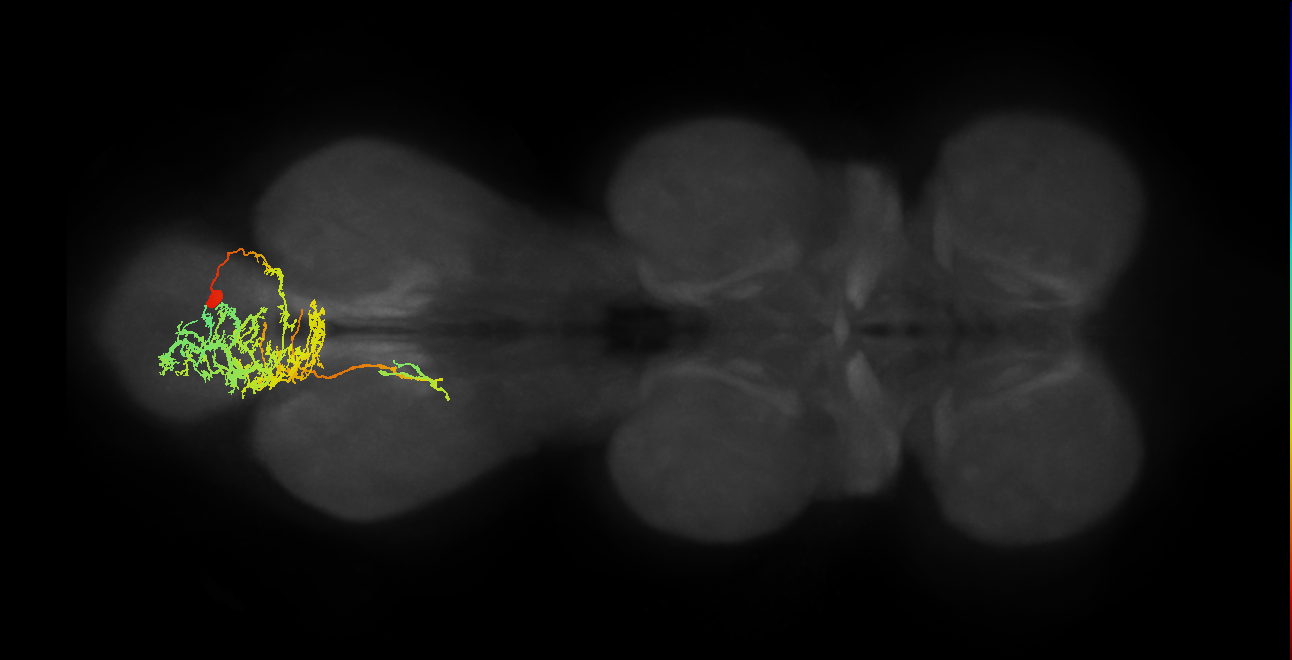 IN01A048_R (MaleCNS:907251)