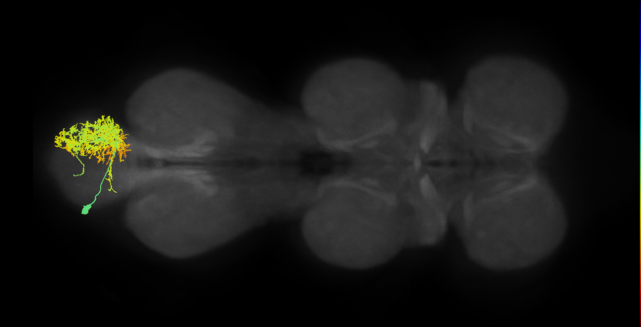 IN01A051_L (MaleCNS:905149)