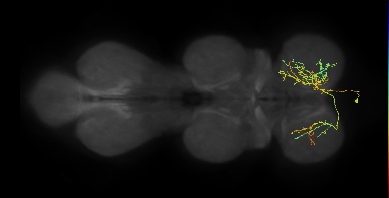 IN01A052_a_R (MaleCNS:804516)