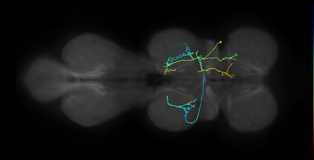 IN01A054_R (MaleCNS:806547)