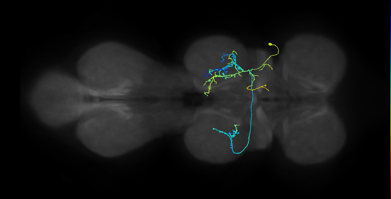 IN01A054_R (MaleCNS:808070)