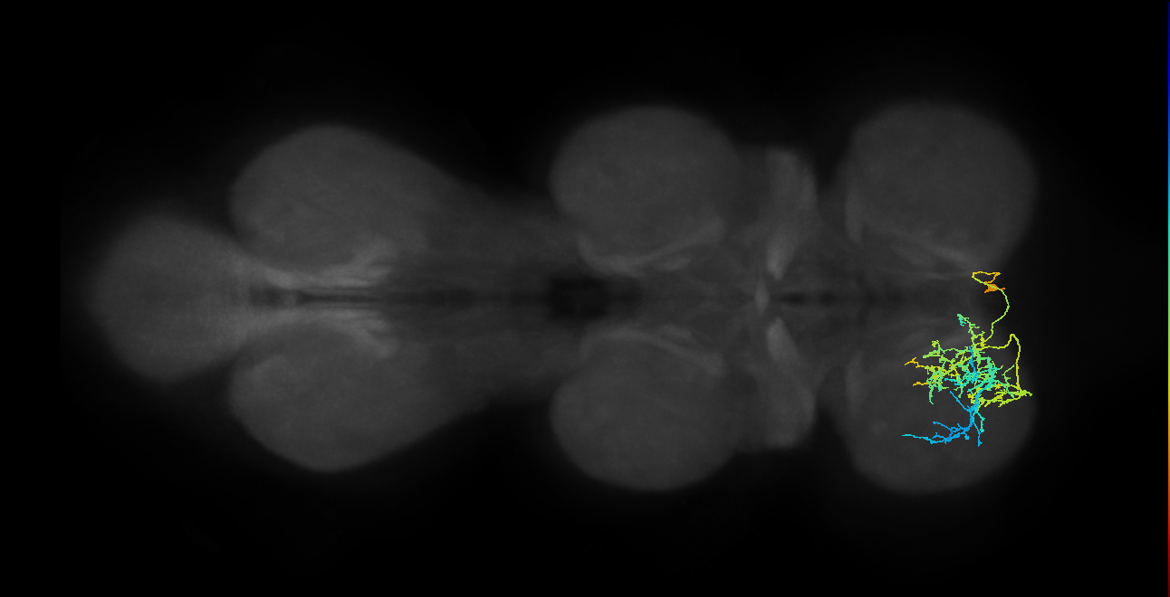 hemilineage 1A secondary neuron