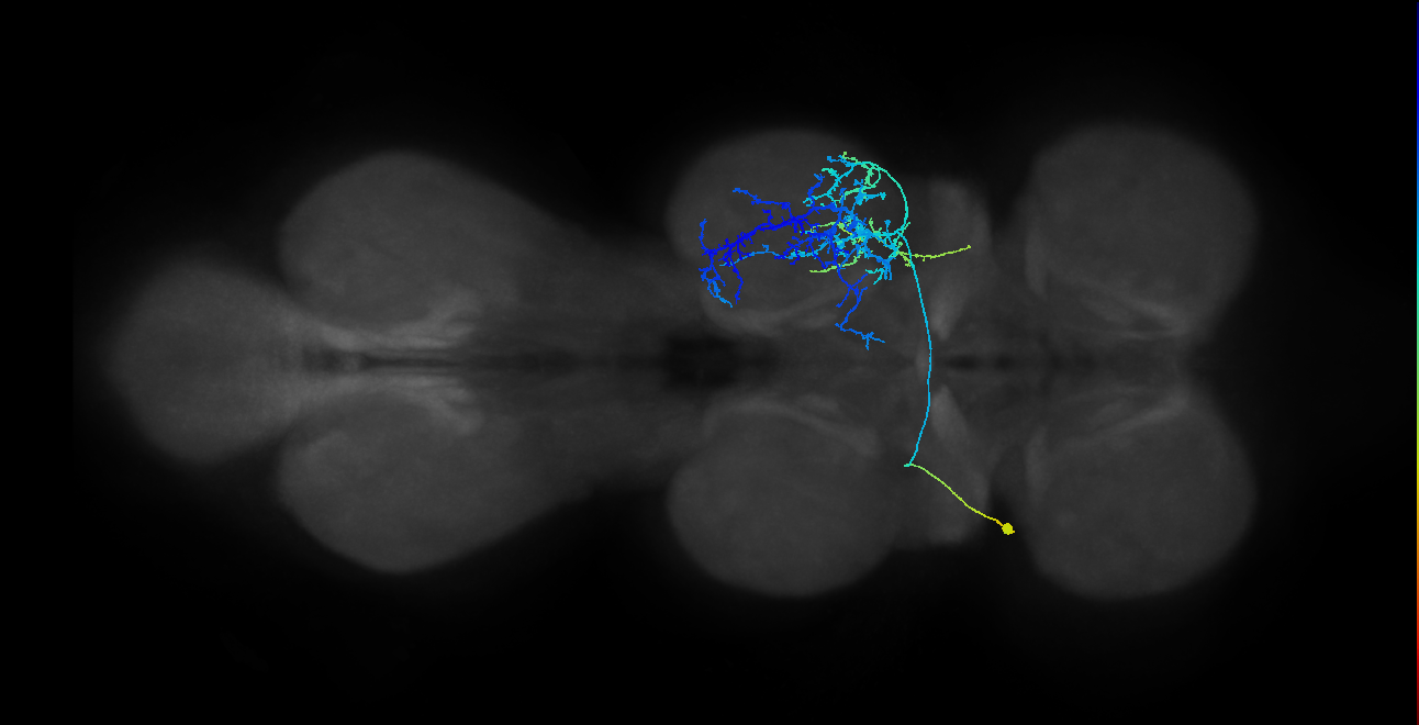 hemilineage 1A secondary neuron