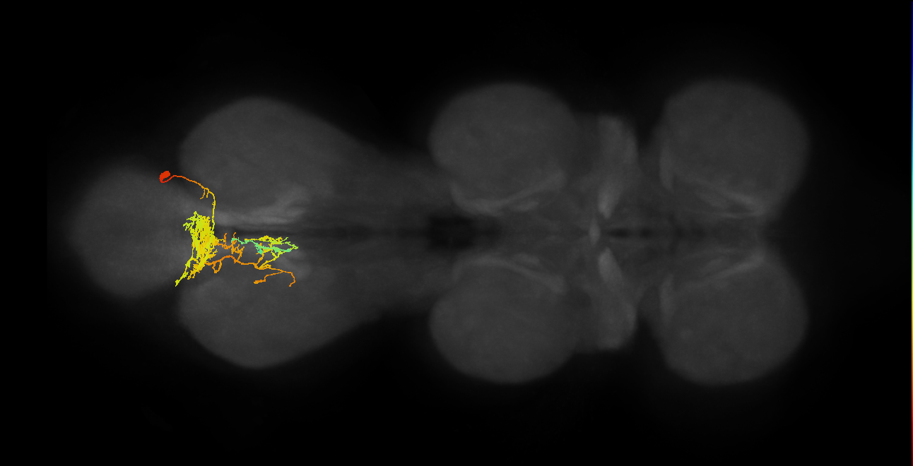 IN01A059_R (MaleCNS:803301)