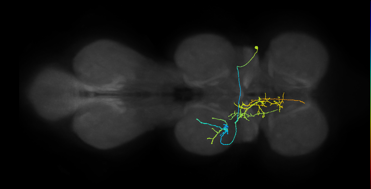IN01A060_R (MaleCNS:805866)