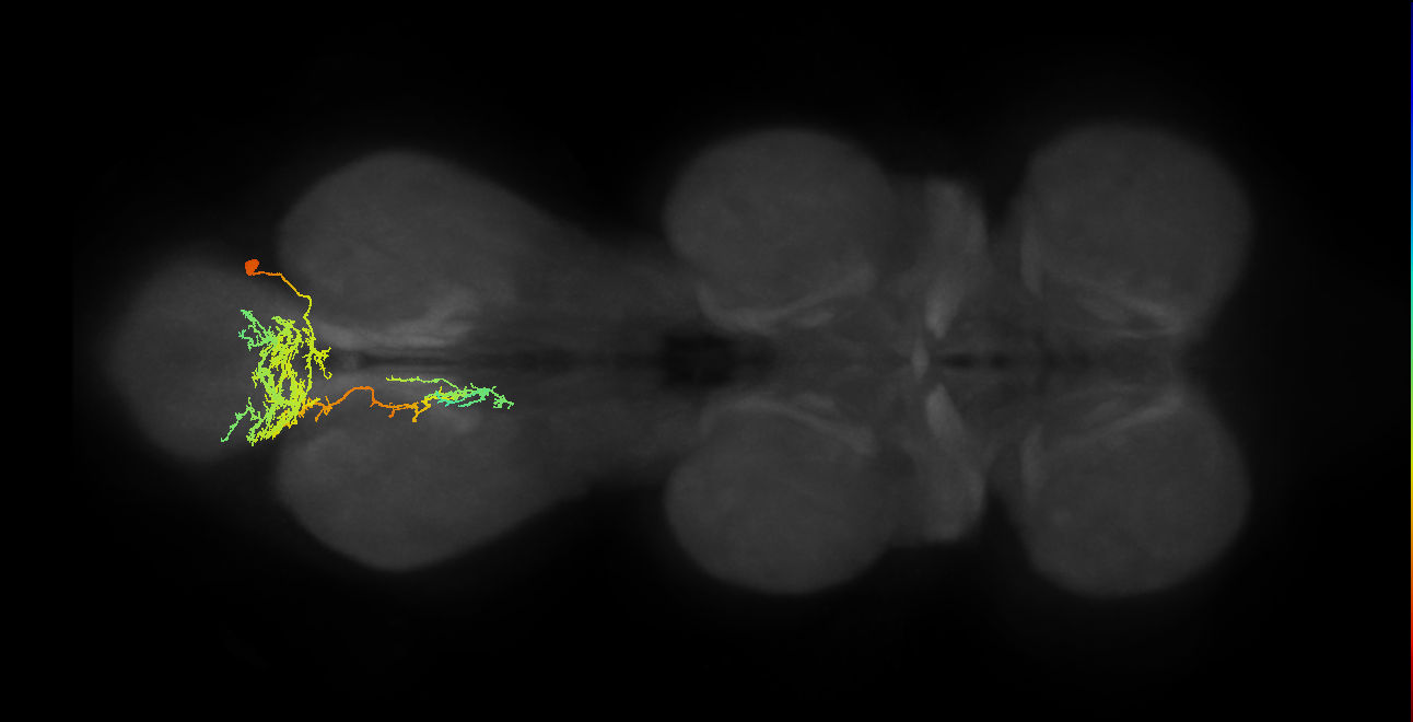 IN01A061_R (MaleCNS:805231)