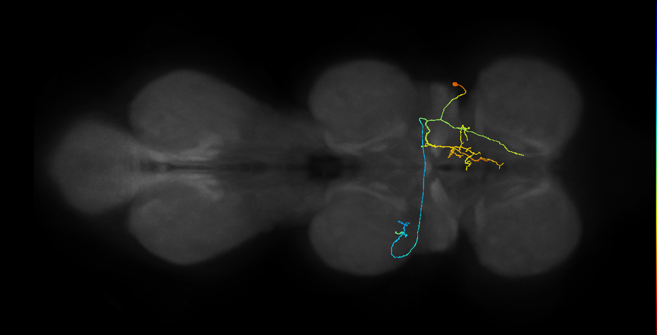 IN01A062_c_R (MaleCNS:814713)