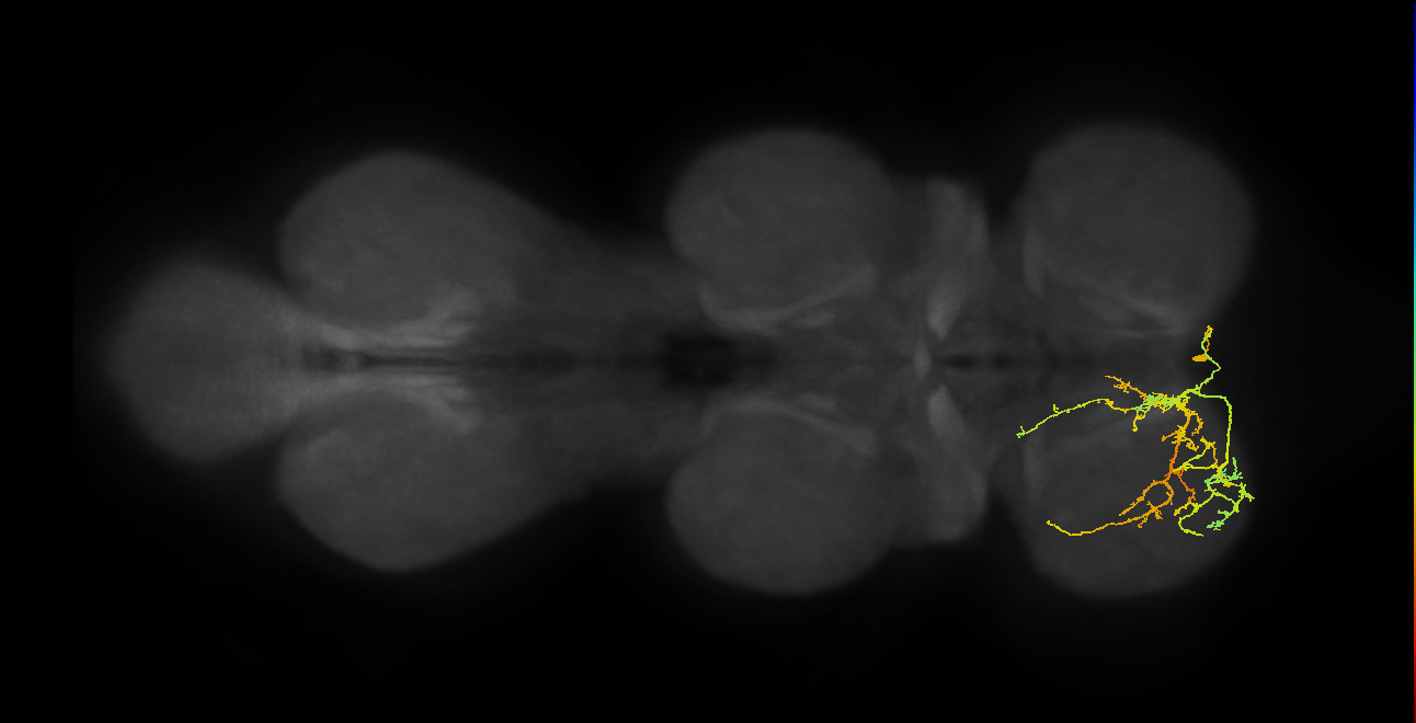 IN01A063_a_R (MaleCNS:809452)