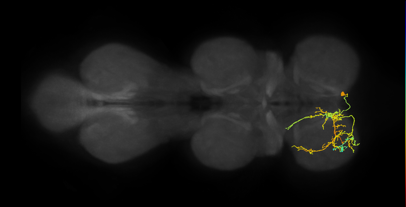 IN01A063_b_R (MaleCNS:807727)
