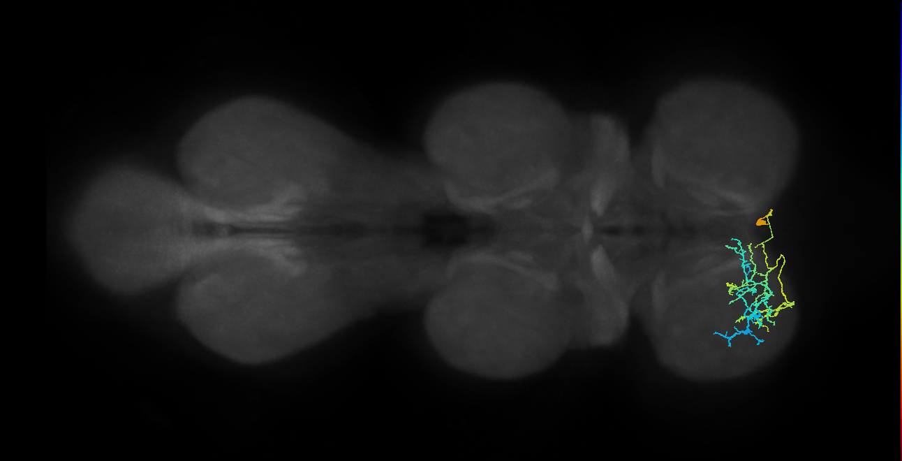 IN01A067_R (MaleCNS:812065)
