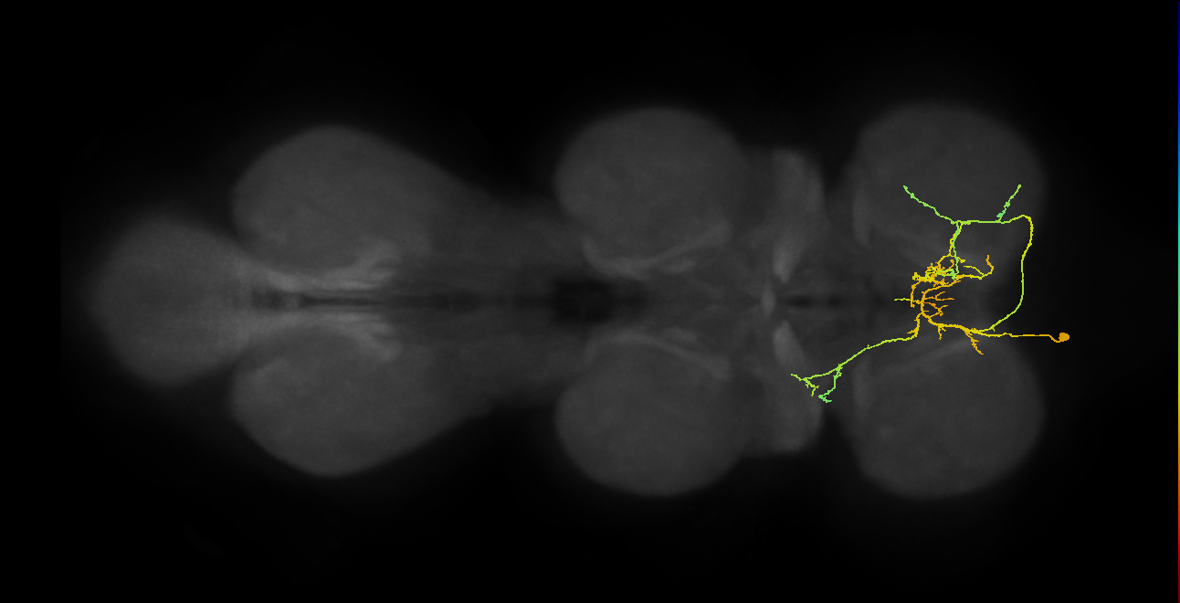 IN01A069_L (MaleCNS:813770)