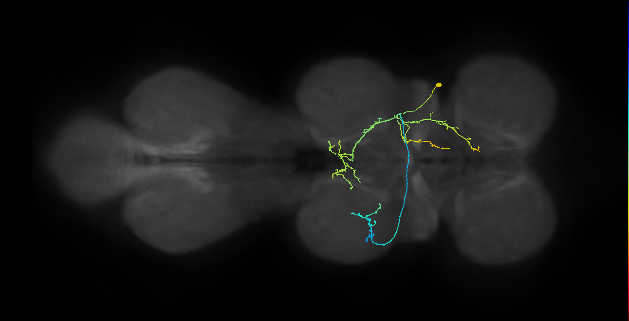 IN01A070_R (MaleCNS:811071)