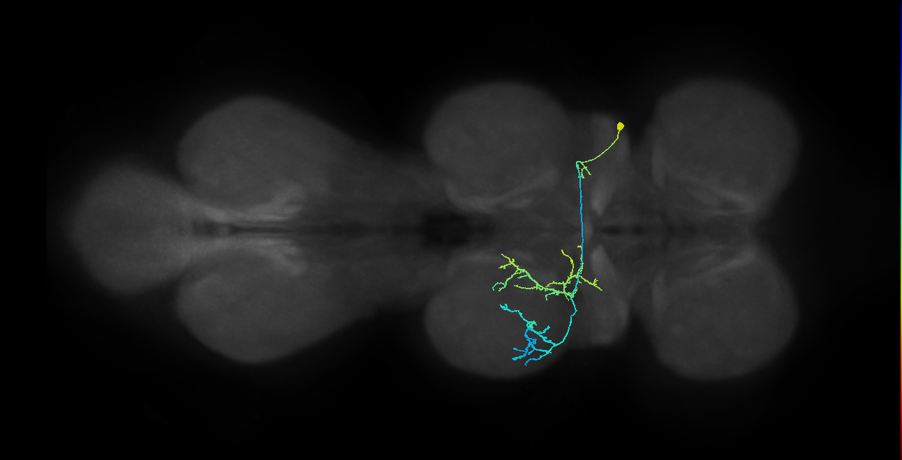 IN01A073_R (MaleCNS:808844)