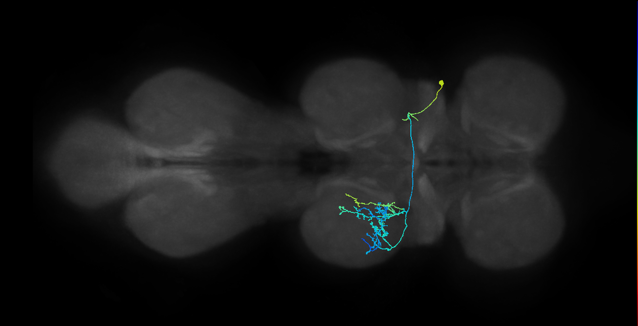 IN01A076_R (MaleCNS:810278)