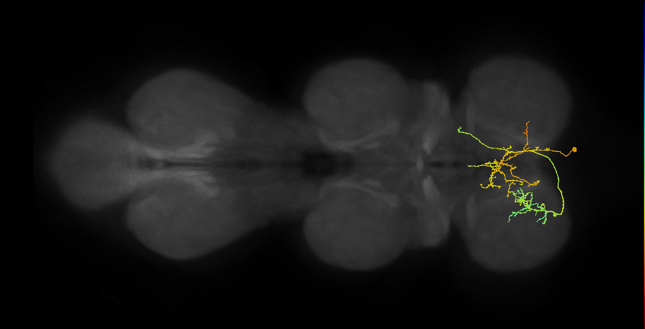 hemilineage 1A secondary neuron