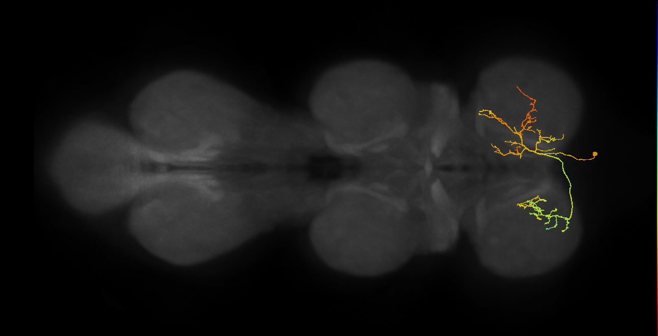 IN01A078_R (MaleCNS:811174)