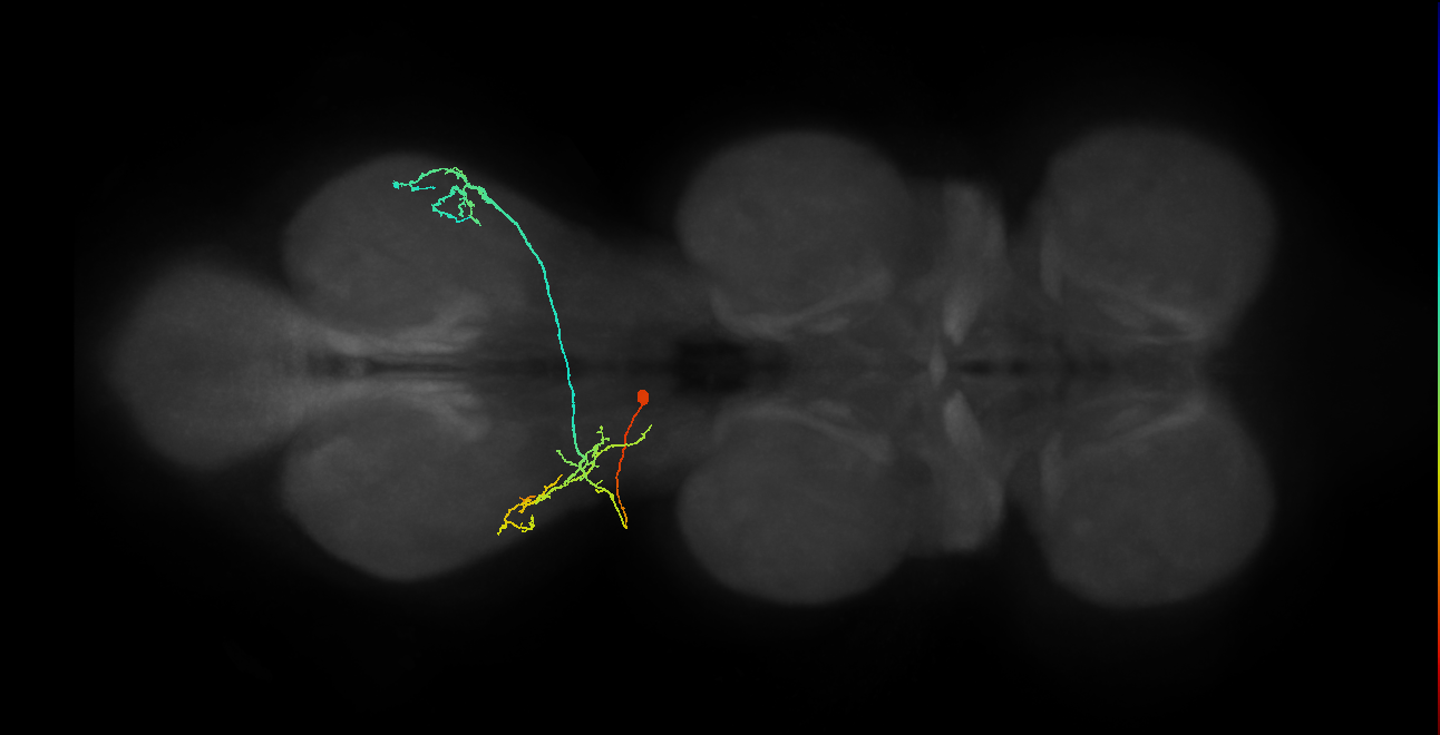 IN01A082_L (MaleCNS:813452)