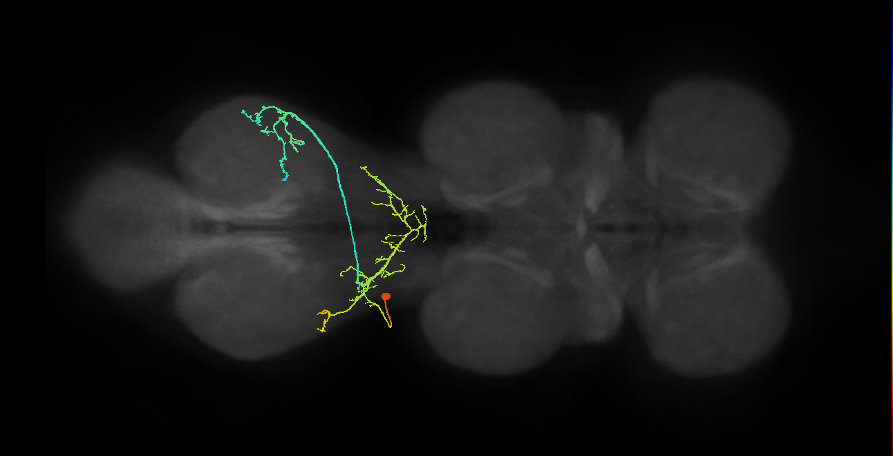 IN01A082_L (MaleCNS:802717)