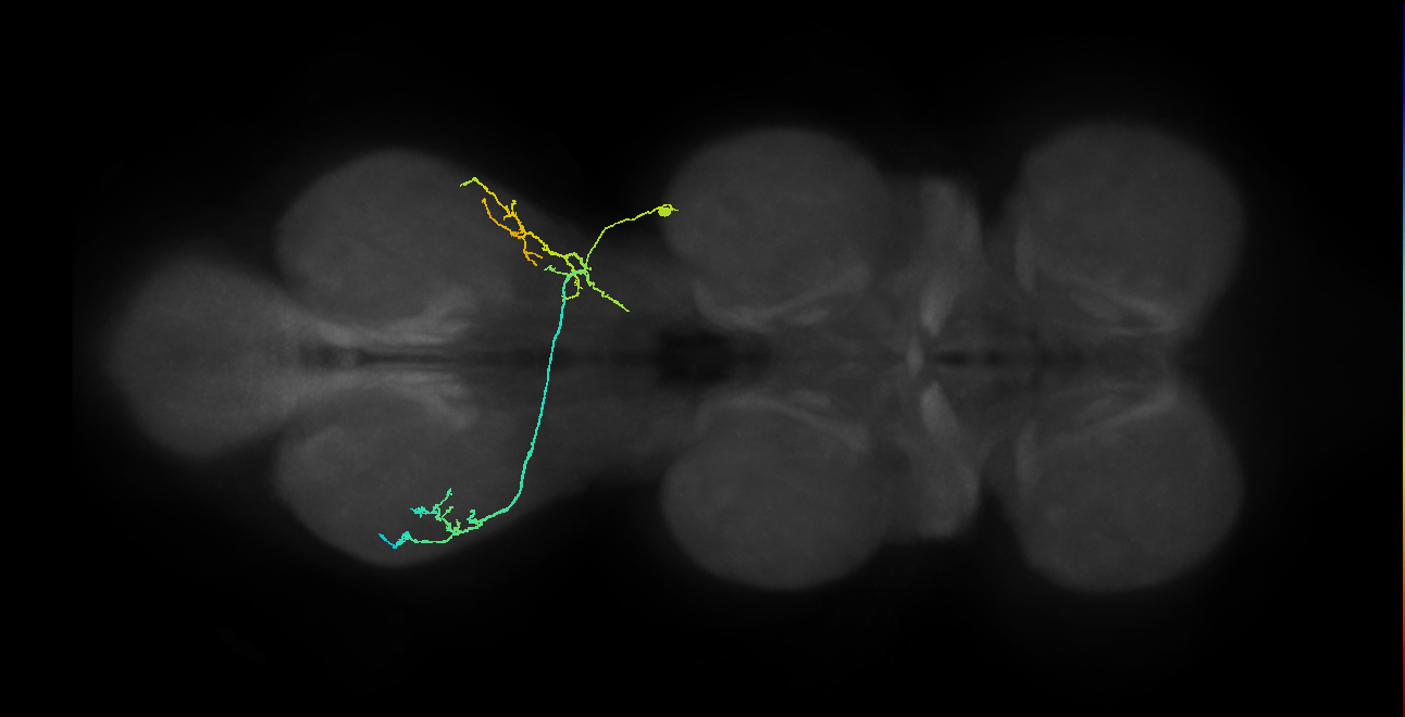 IN01A082_R (MaleCNS:817293)