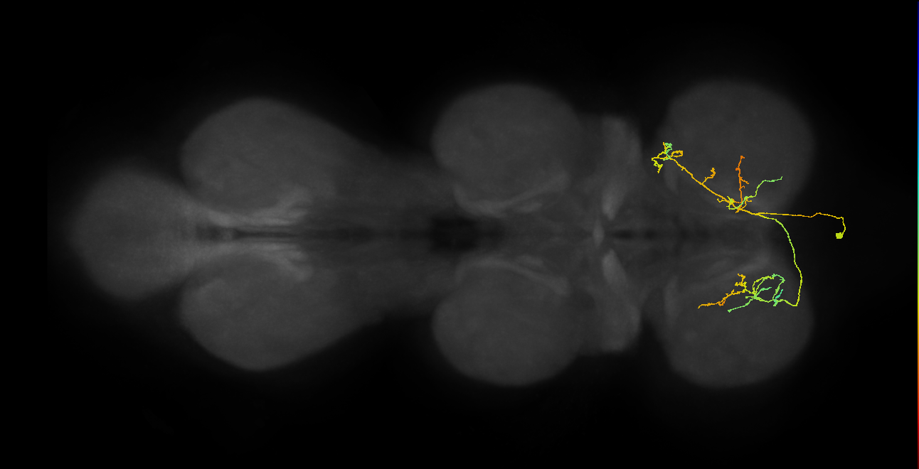 IN01A083_a_R (MaleCNS:824329)