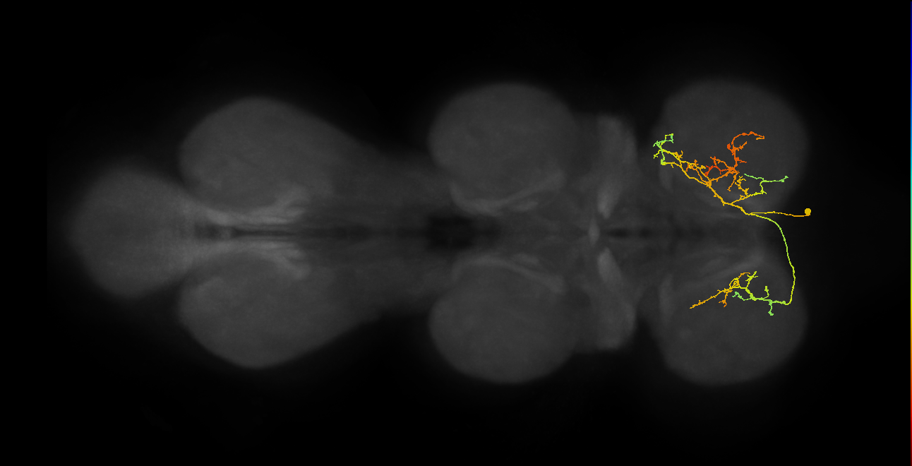 IN01A083_b_R (MaleCNS:809665)