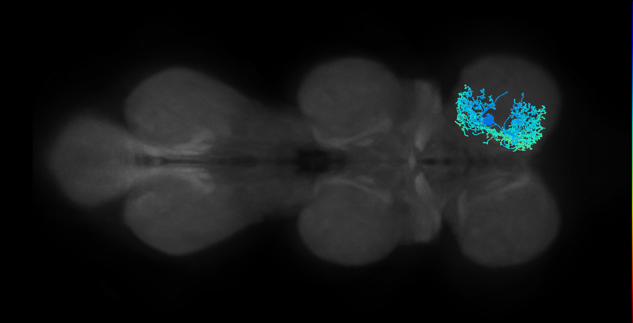 NB1-2 Notch OFF hemilineage primary neuron