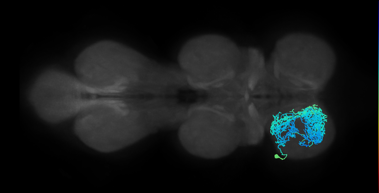 NB1-2 Notch OFF hemilineage primary neuron